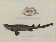 PETER MAZELL [1759 - 1797], Watts's Shark. 1789, copper engraving hand coloured, 18 x 23cm, also, Caspian Tern, 24 x 17cm, From Governor Arthur Phillip's, "Voyage to Botany Bay." "This fish was met with in Sydney Cove, Port Jackson, by Lieutenant Watts,