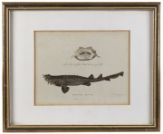 PETER MAZELL [1759 - 1797], Watts's Shark. 1789, copper engraving hand coloured, 18 x 23cm, also, Caspian Tern, 24 x 17cm, From Governor Arthur Phillip's, "Voyage to Botany Bay." "This fish was met with in Sydney Cove, Port Jackson, by Lieutenant Watts, - 2