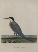 PETER MAZELL [1759 - 1797], Watts's Shark. 1789, copper engraving hand coloured, 18 x 23cm, also, Caspian Tern, 24 x 17cm, From Governor Arthur Phillip's, "Voyage to Botany Bay." "This fish was met with in Sydney Cove, Port Jackson, by Lieutenant Watts, - 3