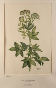 JOSEPH BANKS, Plates 461 (Scandia Rosaefolia) and 495 (Kirkianella Novae-Zelandiae), from his "Florilegium" Cooks first Voyage in the Endeavour 1768 -1771, (Plates finally published, London, between 1980 and 1988), each 49 x 30cm.