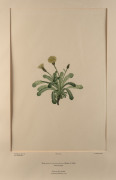 JOSEPH BANKS, Plates 461 (Scandia Rosaefolia) and 495 (Kirkianella Novae-Zelandiae), from his "Florilegium" Cooks first Voyage in the Endeavour 1768 -1771, (Plates finally published, London, between 1980 and 1988), each 49 x 30cm. - 2