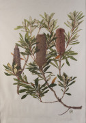 CELIA ROSSER [b.1930], Banksia Conferta [#63/300], and, Banksia aculeata [#71/300], hand coloured limited edition lithographs, 1993, signed and editioned in pencil in the lower margins. (2)