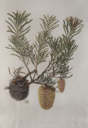 CELIA ROSSER [b.1930], Banksia Conferta [#63/300], and, Banksia aculeata [#71/300], hand coloured limited edition lithographs, 1993, signed and editioned in pencil in the lower margins. (2) - 2
