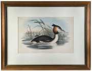 JOHN GOULD [1804 - 1881], Australian Tippet Grebe - Podiceps Australis, hand-coloured lithograph from "The Birds of Australia" 1848-69, 35 x 51cm. - 2