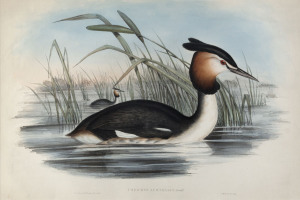 JOHN GOULD [1804 - 1881], Australian Tippet Grebe - Podiceps Australis, hand-coloured lithograph from "The Birds of Australia" 1848-69, 35 x 51cm.