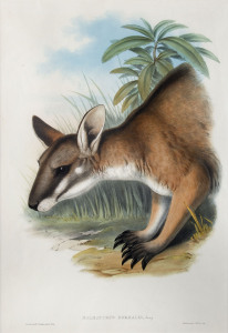JOHN GOULD [1804-1881], Black striped Wallaby - Halmaturus Dorsalis, hand-coloured lithograph from “The Mammals of Australia”, 1845 - 1863, 51 x 34cm.