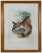 JOHN GOULD [1804-1881], Black striped Wallaby - Halmaturus Dorsalis, hand-coloured lithograph from “The Mammals of Australia”, 1845 - 1863, 51 x 34cm. - 2