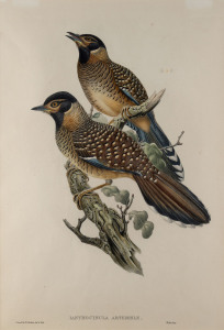 JOHN GOULD [1804 - 1881], Ianthocincla Artemisiae (Allied Ianthocincla), hand-coloured lithograph from "Birds of Asia" 1850-1883, 51 x 35cm (accompanied by original descriptive sheet).