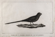 JEAN BAPTISTE AUDEBERT [1759 - 1800], Perruche a Taches Noires du Cap de Diemen. copper engraving, c 1800 (from Voyage a la Recherche de la Perouse), engraved by Jacques Louis Pere, 28 x 42 cm