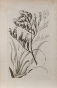 Strahan & Cadell, London, 1777 [Publ.], copper engravings (from A Voyage towards the South Pole, and Round the World... By Capt. James Cook), Flax Plant of New Zealand [Plate XXIII], and, Plant Used in Tahiti for catching fish... [Plate XXIV], based on dr - 2