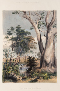 GEORGE FRENCH ANGAS [1822 – 1886], Old Gum Tree on the Gawler. lithograph, printed with tint stone and hand-colouring, from "South Australia Illustrated", 1847, 33 x 24cm.