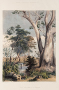 GEORGE FRENCH ANGAS [1822 – 1886], Old Gum Tree on the Gawler. lithograph, printed with tint stone and hand-colouring, from "South Australia Illustrated", 1847, 33 x 24cm.