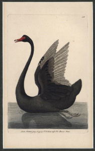 GEORGE SHAW [1751 - 1813] & F.P. NODDER, Cassowary, Splendid Parrot, Turcosine Parrakeet, Black Swan, four hand-coloured copper engravings, from "The Naturalist's Miscellany" c1799, 21 x 11cm and similar sizes. (4)