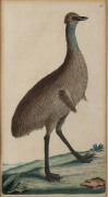 GEORGE SHAW [1751 - 1813] & F.P. NODDER, Cassowary, Splendid Parrot, Turcosine Parrakeet, Black Swan, four hand-coloured copper engravings, from "The Naturalist's Miscellany" c1799, 21 x 11cm and similar sizes. (4) - 3