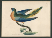 GEORGE SHAW [1751 - 1813] & F.P. NODDER, Cassowary, Splendid Parrot, Turcosine Parrakeet, Black Swan, four hand-coloured copper engravings, from "The Naturalist's Miscellany" c1799, 21 x 11cm and similar sizes. (4) - 4