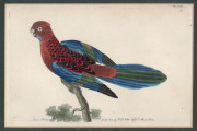 GEORGE SHAW [1751 - 1813] & F.P. NODDER, Cassowary, Splendid Parrot, Turcosine Parrakeet, Black Swan, four hand-coloured copper engravings, from "The Naturalist's Miscellany" c1799, 21 x 11cm and similar sizes. (4) - 5