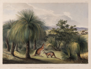 GEORGE FRENCH ANGAS [1822 – 1886], Grass Trees at Yankalilla with the Red Kangaroo (Macropus Laniger Gould), lithograph, printed with tint stone and hand-colouring, from "South Australia Illustrated", 1847, 25.5 x 34.5cm.