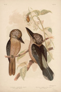 GRACIUS JOSEPH BROINOWSKI [1837-1913], A collection of plates from his "The Birds of Australia" published Charles Stuart & Co Sydney 1887-1891, 184 chromolithographs, (listing available), each approx. 36 x 24cm.