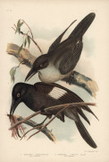 GRACIUS JOSEPH BROINOWSKI [1837-1913], A collection of plates from his "The Birds of Australia" published Charles Stuart & Co Sydney 1887-1891, 184 chromolithographs, (listing available), each approx. 36 x 24cm. - 2