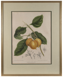 J.F. CAZENAVE [active circa 1770 - 1800], Quince, coloured engraving after a painting by Pancrace Bessa [1772 -1846], 50 x 36cm. and two additional early 18th century coloured engravings of fruit. (3 items).
