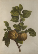 J.F. CAZENAVE [active circa 1770 - 1800], Quince, coloured engraving after a painting by Pancrace Bessa [1772 -1846], 50 x 36cm. and two additional early 18th century coloured engravings of fruit. (3 items). - 2