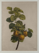 J.F. CAZENAVE [active circa 1770 - 1800], Quince, coloured engraving after a painting by Pancrace Bessa [1772 -1846], 50 x 36cm. and two additional early 18th century coloured engravings of fruit. (3 items). - 3