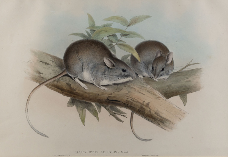 JOHN GOULD [1804-1881], White footed Antechinus - Antechinus Albipes, hand-coloured lithograph from “The Mammals of Australia”, 1845 - 1863, 50 x 33cm. and, JOHN GOULD [1804-1881], White-tipped Hapilotis - Hapilotis Apicalis (extinct), hand-coloured lit