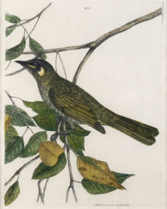 JOHN WILLIAM LEWIN [1770 - 1819], Yellow-Ear Honey-Sucker (Plate V), hand-coloured copper-plate engraving, 1838 (from A Natural History of the Birds of New South Wales), with explanatory page, 29 x 22cm,
