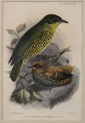 BIRDS OF AUSTRALIA, etc. Two Gould images - Silvery-crowned Friar-bird and Brown Red-Throat, (both framed with mss text added below printed titles), also, two smaller hand-coloured engravings by Hanhart. (4 items). - 3