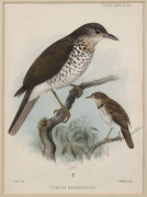 BIRDS OF AUSTRALIA, etc. Two Gould images - Silvery-crowned Friar-bird and Brown Red-Throat, (both framed with mss text added below printed titles), also, two smaller hand-coloured engravings by Hanhart. (4 items). - 4