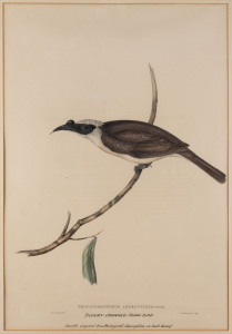 BIRDS OF AUSTRALIA, etc. Two Gould images - Silvery-crowned Friar-bird and Brown Red-Throat, (both framed with mss text added below printed titles), also, two smaller hand-coloured engravings by Hanhart. (4 items).