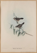 BIRDS OF AUSTRALIA, etc. Two Gould images - Silvery-crowned Friar-bird and Brown Red-Throat, (both framed with mss text added below printed titles), also, two smaller hand-coloured engravings by Hanhart. (4 items). - 2