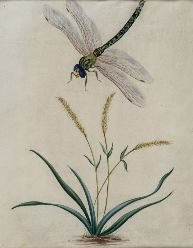 Artist Unknown, (Dragonfly), watercolour on paper, late 19th century, 19 x 15cm.