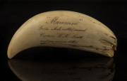 A scrimshaw whale's tooth engraved "Cape Of Good Hope, September, 1855", reverse engraved "Marianne, Sperm whale milled around Captain W.H. Lovitt and two seamen killed", ​17cm long