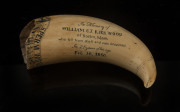 A scrimshaw whale's tooth engraved "Sperm Whaling In Tasmanian Waters, In Memory Of WILLIAM C.J. KIRKWOOD Of Boston Mass. Who Fell From Aloft And Was Drowned In 25 Years Of His Age, Feb. 10. 1850", ​16cm high - 2