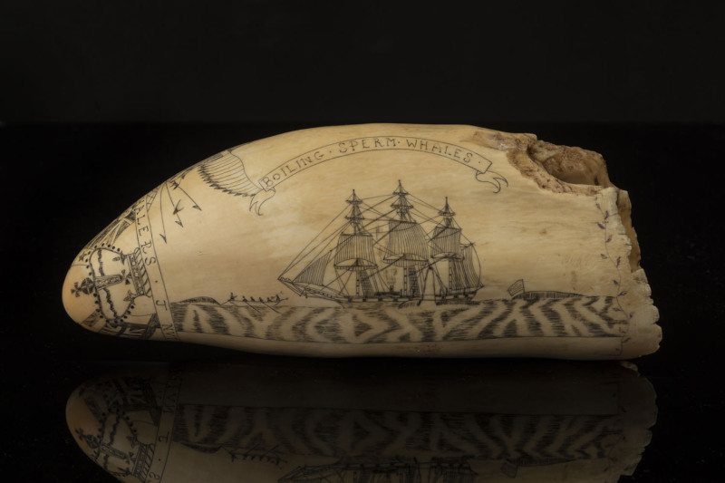 An impressive scrimshaw whale's tooth engraved "Sperm Whales Off Japan. Boiling Sperm Whales. Success To Whalers, J. Nutbrown", 21cm high