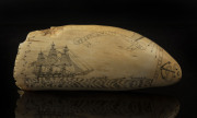 An impressive scrimshaw whale's tooth engraved "Sperm Whales Off Japan. Boiling Sperm Whales. Success To Whalers, J. Nutbrown", 21cm high - 2