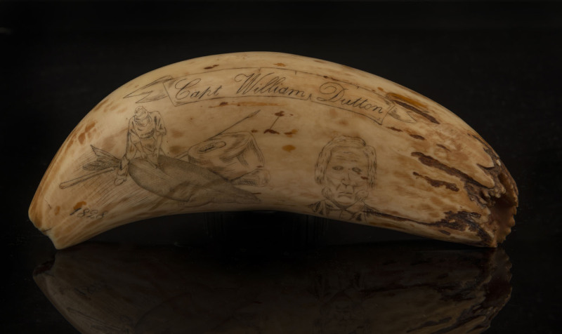 A scrimshaw whale's tooth engraved "Whaler and Master Mariner, Captain William Dutton, 1828 - 1868", ​17cm long