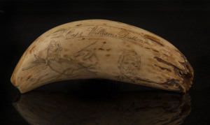 A scrimshaw whale's tooth engraved "Whaler and Master Mariner, Captain William Dutton, 1828 - 1868", ​17cm long