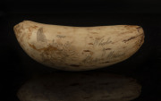 A scrimshaw whale's tooth engraved "Whaler and Master Mariner, Captain William Dutton, 1828 - 1868", ​17cm long - 2