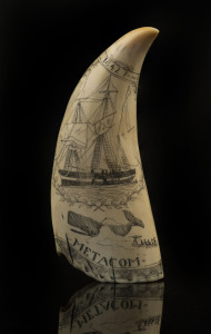 A scrimshaw whale's tooth engraved "METACOM, From New Bedford To The Pacific, 1842", 17cm high