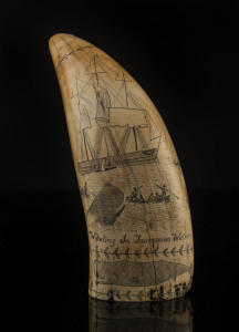 A scrimshaw whale's tooth engraved "Whaling In Tasmanian Waters. Tooth Taken From Large Bull Sperm Whale 'Alfred', 1825", 19.5cm high