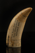 A scrimshaw whale's tooth engraved "Whaling In Tasmanian Waters. Tooth Taken From Large Bull Sperm Whale 'Alfred', 1825", ​19.5cm high - 2