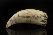 A scrimshaw whale's tooth engraved "Whaleship Neptune, 1849. Stove Boat", ​20cm high - 2