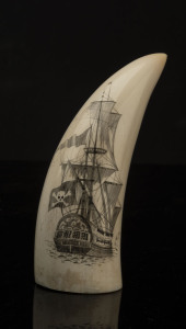 A scrimshaw whales tooth with pirate ship, 15cm high
