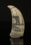 A scrimshaw whale's tooth engraved "Metacom, Capt. Willm. Shockley, New Bedford - Mass. 1848", ​14.5cm high