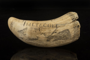 A scrimshaw whale's tooth engraved "Metacom, 1842", with sperm whaling scene, 16.5cm long