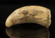 A scrimshaw whale's tooth engraved "Metacom, 1842", with sperm whaling scene, ​16.5cm long - 2