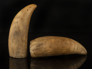 Two scrimshaw whale's teeth with remains of engraving, 16cm and 17cm high