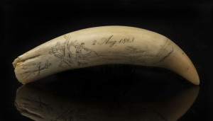 A scrimshaw whale's tooth engraved "Julia, 2, Aug. 1863", 15cm long